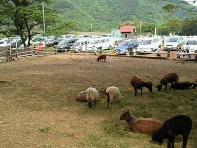 自動車を背景に山羊の群れ